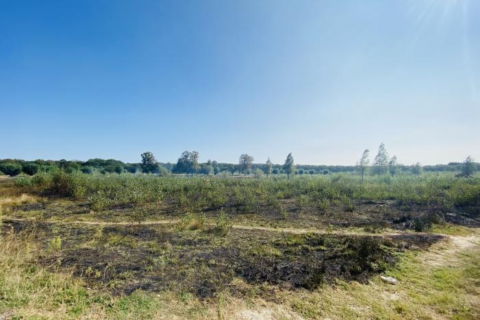 Grote bos heidebrand in natuurgebied