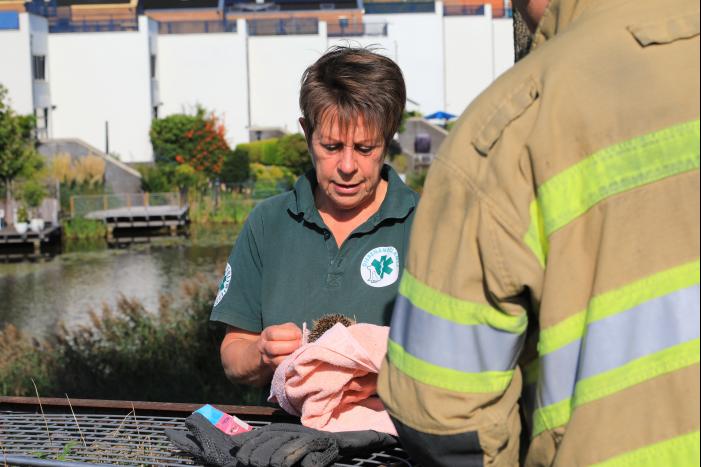 Kinderen vinden egel in nood bij actie WorldCleanupDay