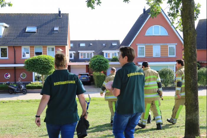 Kinderen vinden egel in nood bij actie WorldCleanupDay