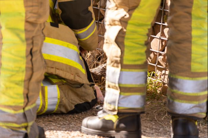 Kinderen vinden egel in nood bij actie WorldCleanupDay