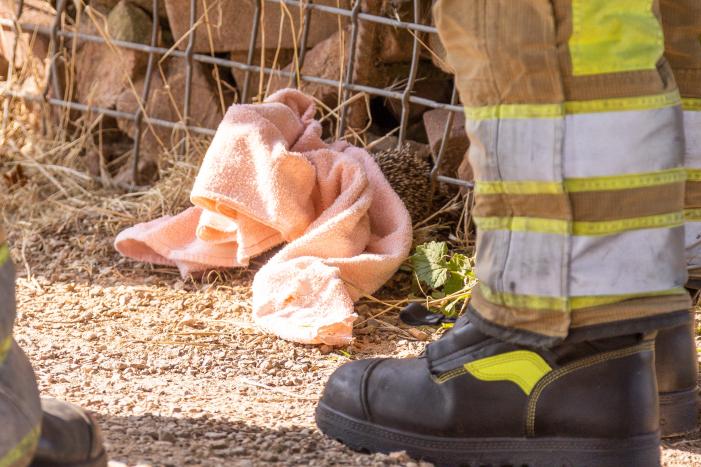 Kinderen vinden egel in nood bij actie WorldCleanupDay