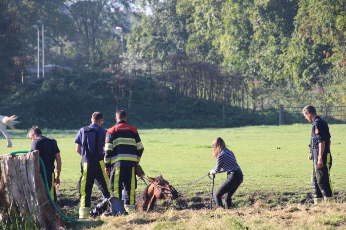 Paard belandt in sloot en zit vast