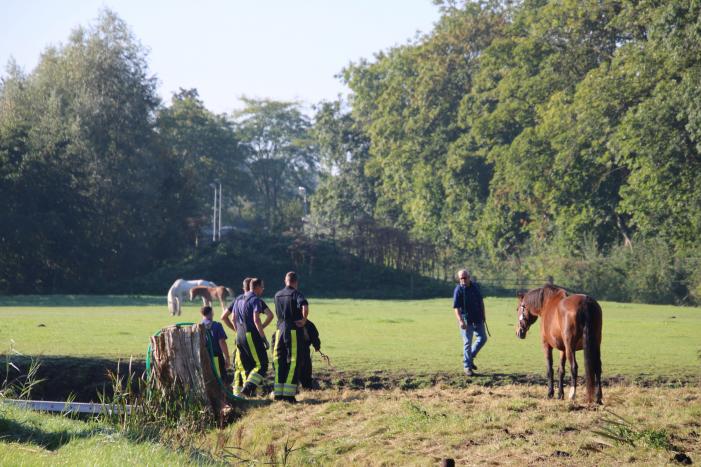 Paard belandt in sloot en zit vast