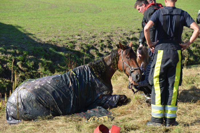 Paard belandt in sloot en zit vast
