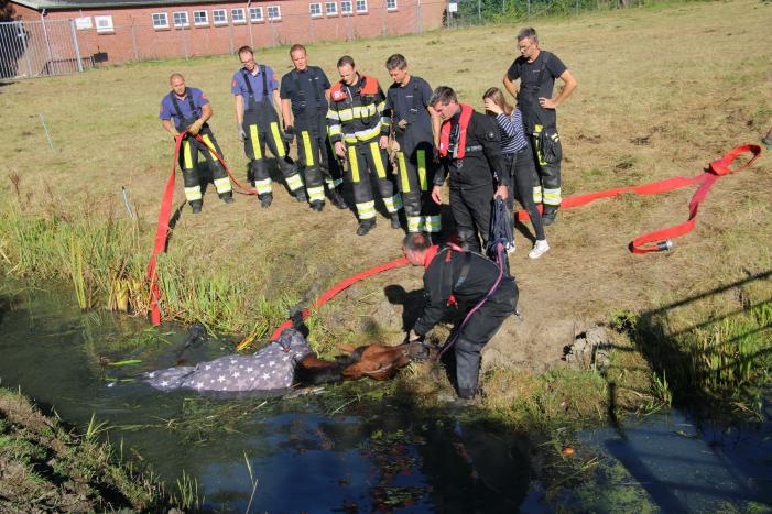 Paard belandt in sloot en zit vast