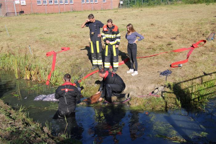 Paard belandt in sloot en zit vast