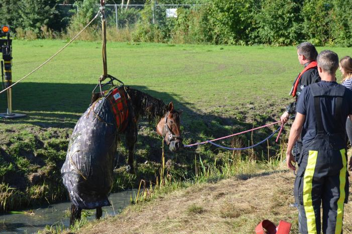 Paard belandt in sloot en zit vast