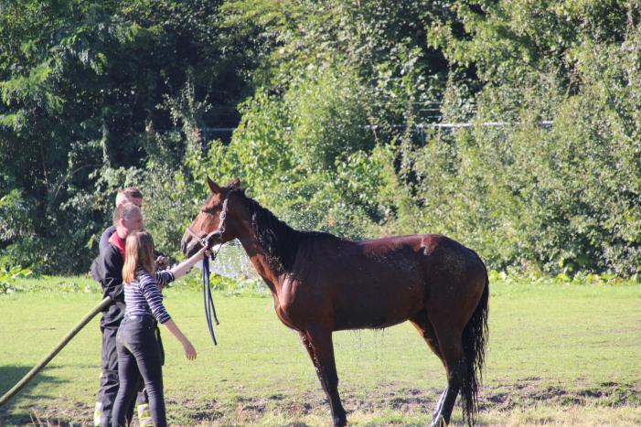 Paard belandt in sloot en zit vast