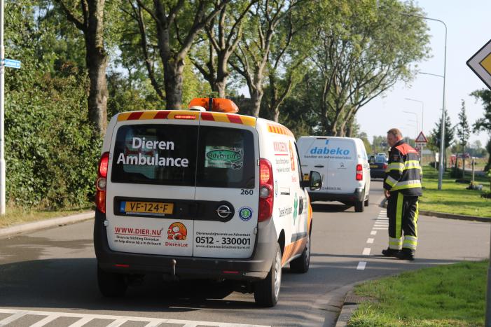 Brandweer probeert kat uit boom te spuiten