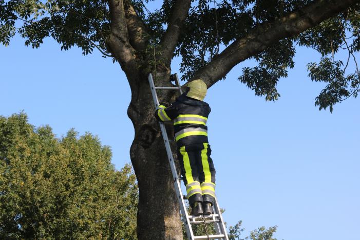Brandweer probeert kat uit boom te spuiten