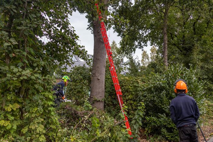 Gevaarlijk hangende tak snel verwijderd