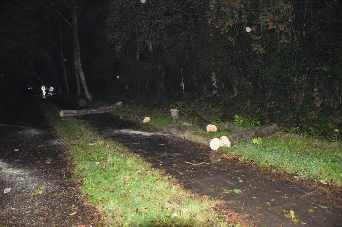 Meerdere bomen waaien om door storm Odette