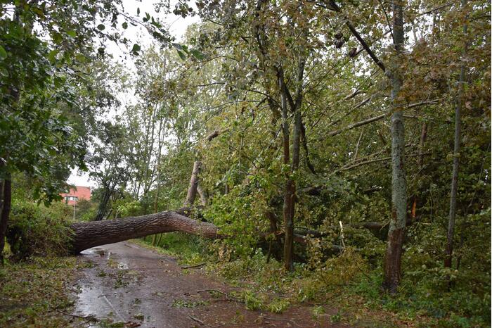 Omgewaaide boom zorgt voor grote stroomstoring