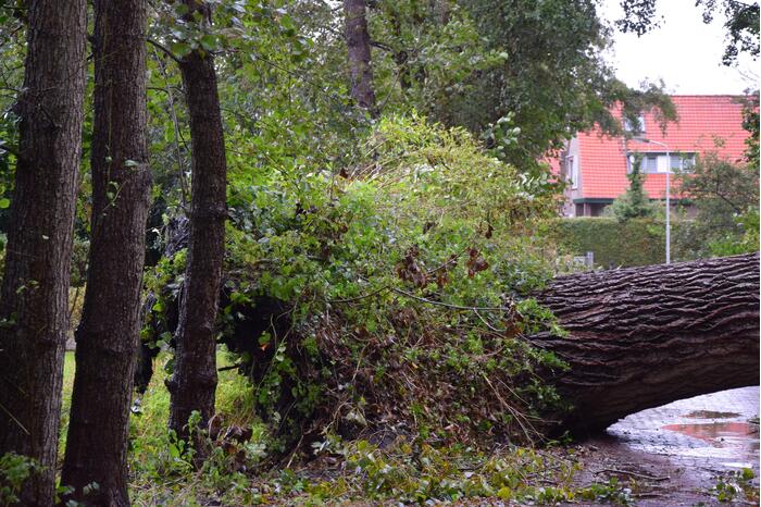 Omgewaaide boom zorgt voor grote stroomstoring