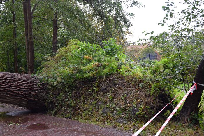 Omgewaaide boom zorgt voor grote stroomstoring