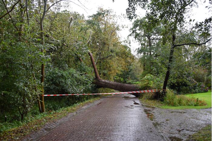Omgewaaide boom zorgt voor grote stroomstoring