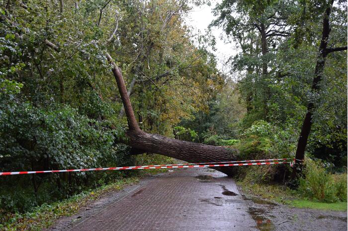 Omgewaaide boom zorgt voor grote stroomstoring