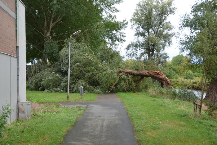 Enorme boom langs de Bonkevaart valt om