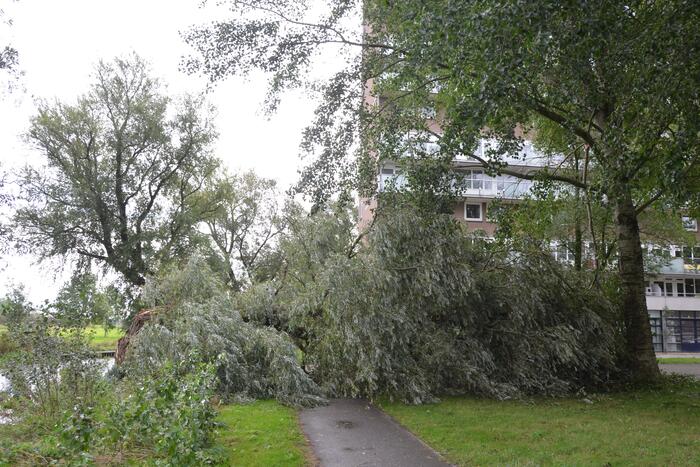 Enorme boom langs de Bonkevaart valt om