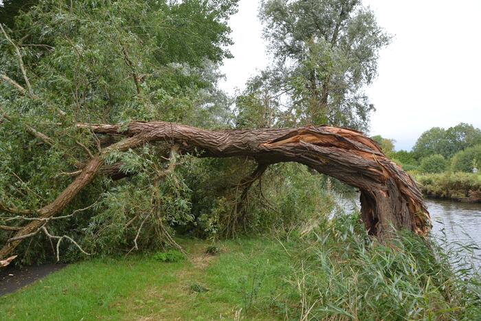 Enorme boom langs de Bonkevaart valt om