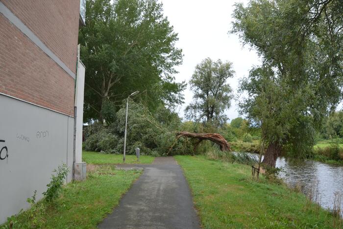 Enorme boom langs de Bonkevaart valt om