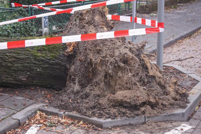 Grote boom valt om tegen woning