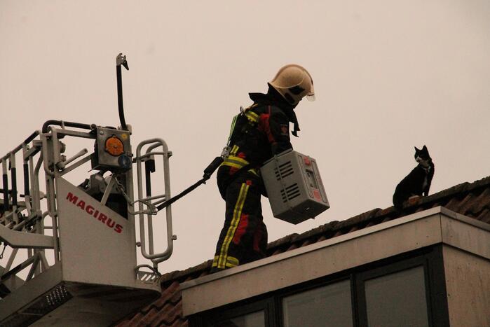 Brand redt kat van het dak