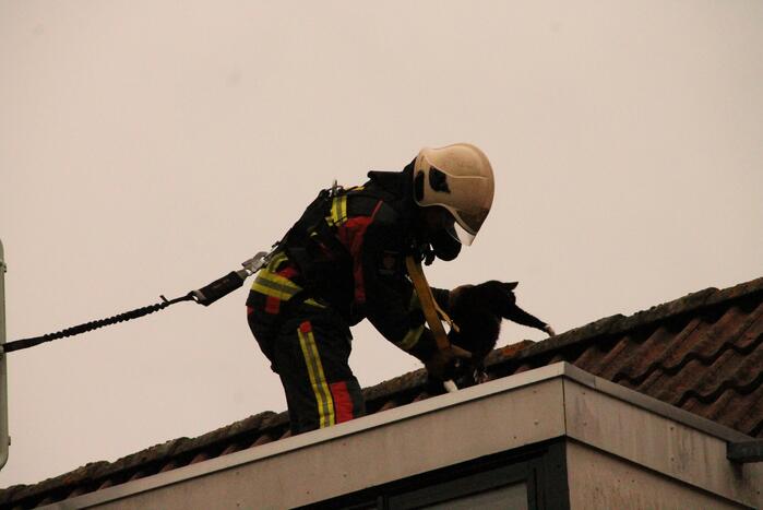Brand redt kat van het dak