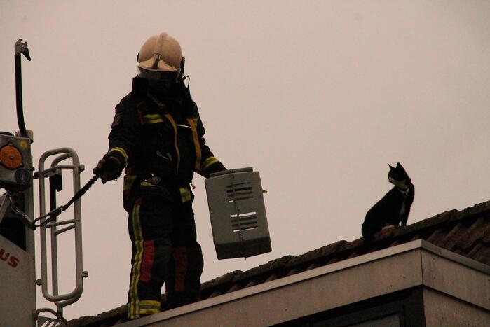 Brand redt kat van het dak