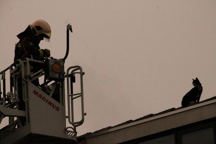 Brand redt kat van het dak