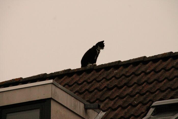 Brand redt kat van het dak