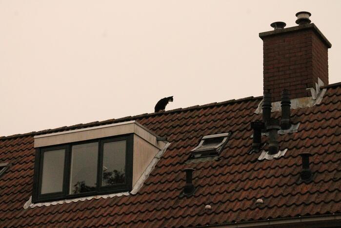 Brand redt kat van het dak