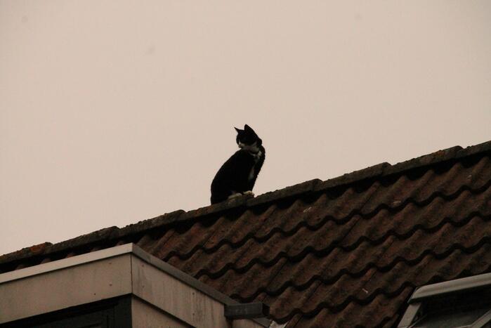 Brand redt kat van het dak