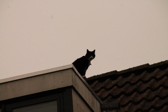 Brand redt kat van het dak