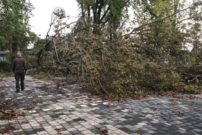 Omgevallen boom blokkeert fietspad en pakeerplaats