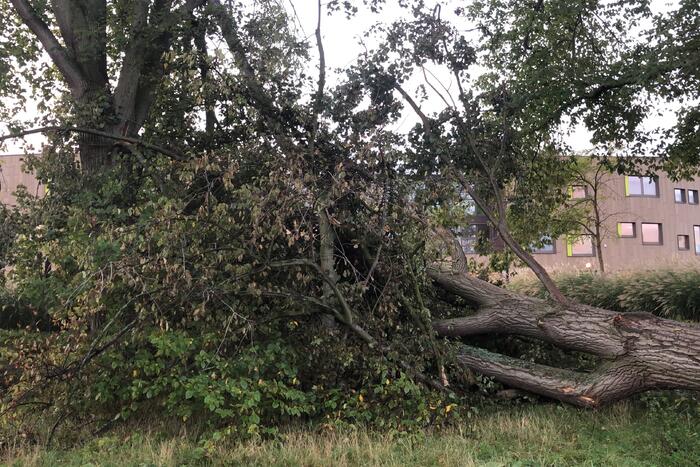 Omgevallen boom blokkeert fietspad en pakeerplaats