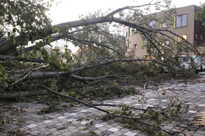 Omgevallen boom blokkeert fietspad en pakeerplaats
