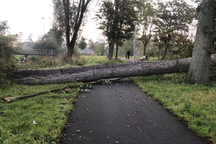 Omgevallen boom blokkeert fietspad en pakeerplaats
