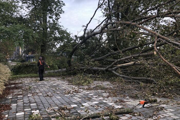 Omgevallen boom blokkeert fietspad en pakeerplaats