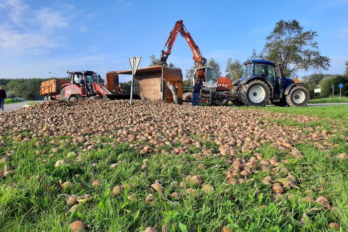 Wegdek bezaaid met net geoogste uien