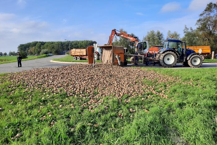 Wegdek bezaaid met net geoogste uien