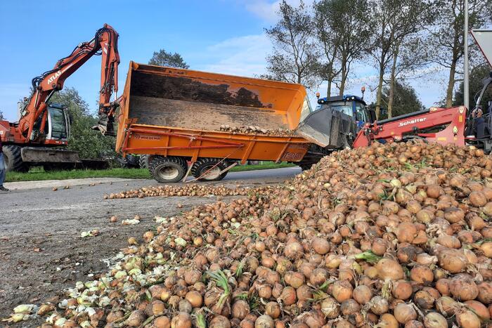 Wegdek bezaaid met net geoogste uien