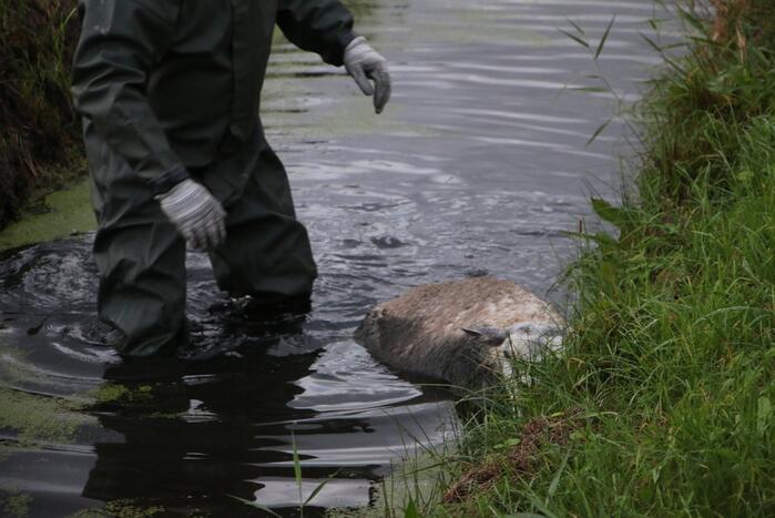 Brandweer redt schaap uit sloot