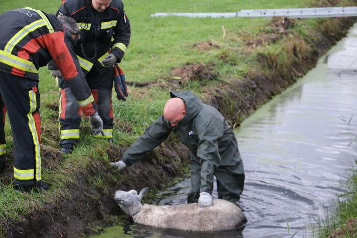 Brandweer redt schaap uit sloot