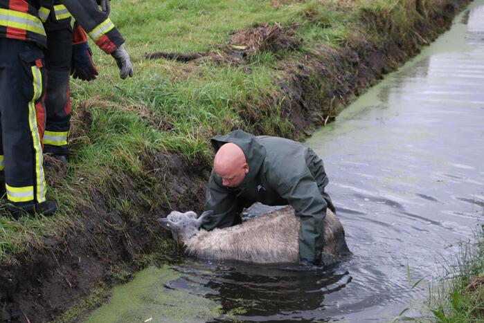 Brandweer redt schaap uit sloot