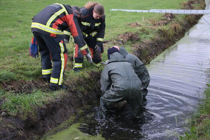Brandweer redt schaap uit sloot