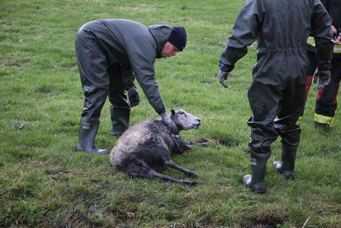 Brandweer redt schaap uit sloot