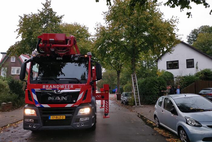 Kat door de brandweer uit de boom gehaald