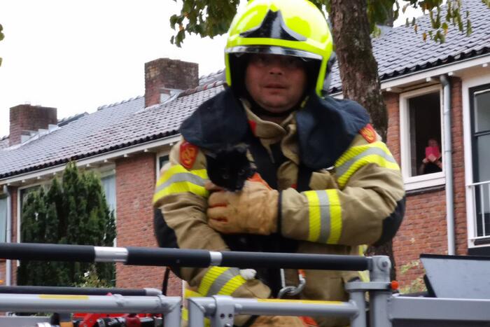 Kat door de brandweer uit de boom gehaald