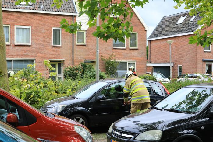 Kaalslag aan grote boom door storm